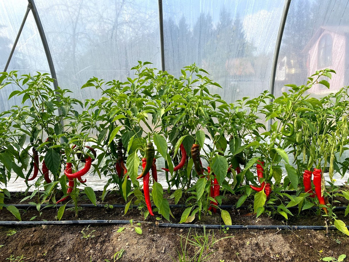 Plant de piment fort cheyenne – Les Jardins d'la Terre du rang