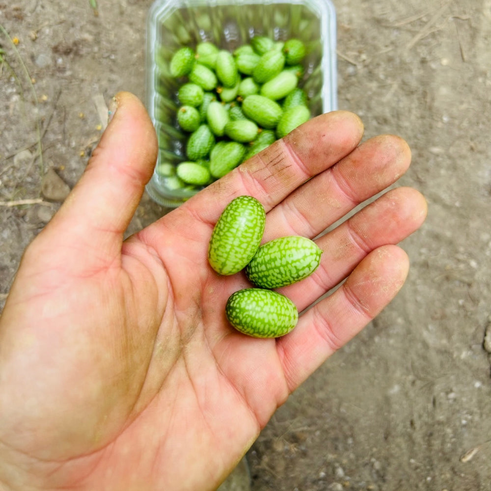 Cucamelon