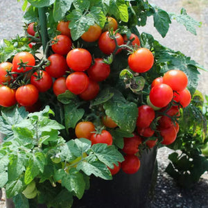 
                  
                    Charger l&amp;#39;image dans la galerie, Plant de tomate Tiny tim
                  
                