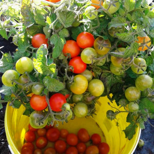 
                  
                    Charger l&amp;#39;image dans la galerie, Plant de tomate Tiny tim
                  
                