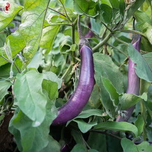 
                  
                    Charger l&amp;#39;image dans la galerie, Aubergine Ping tong long
                  
                