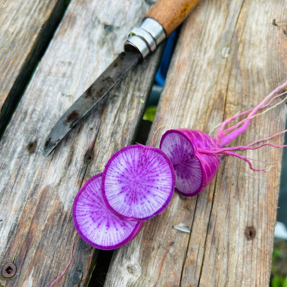 Radis daïkon mauve