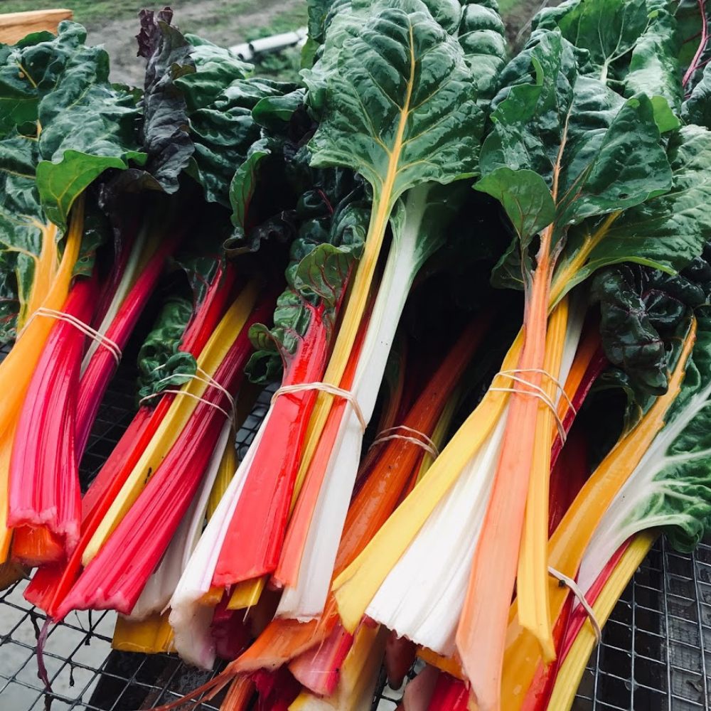 Bette à carde jaune – Les Jardins d'la Terre du rang