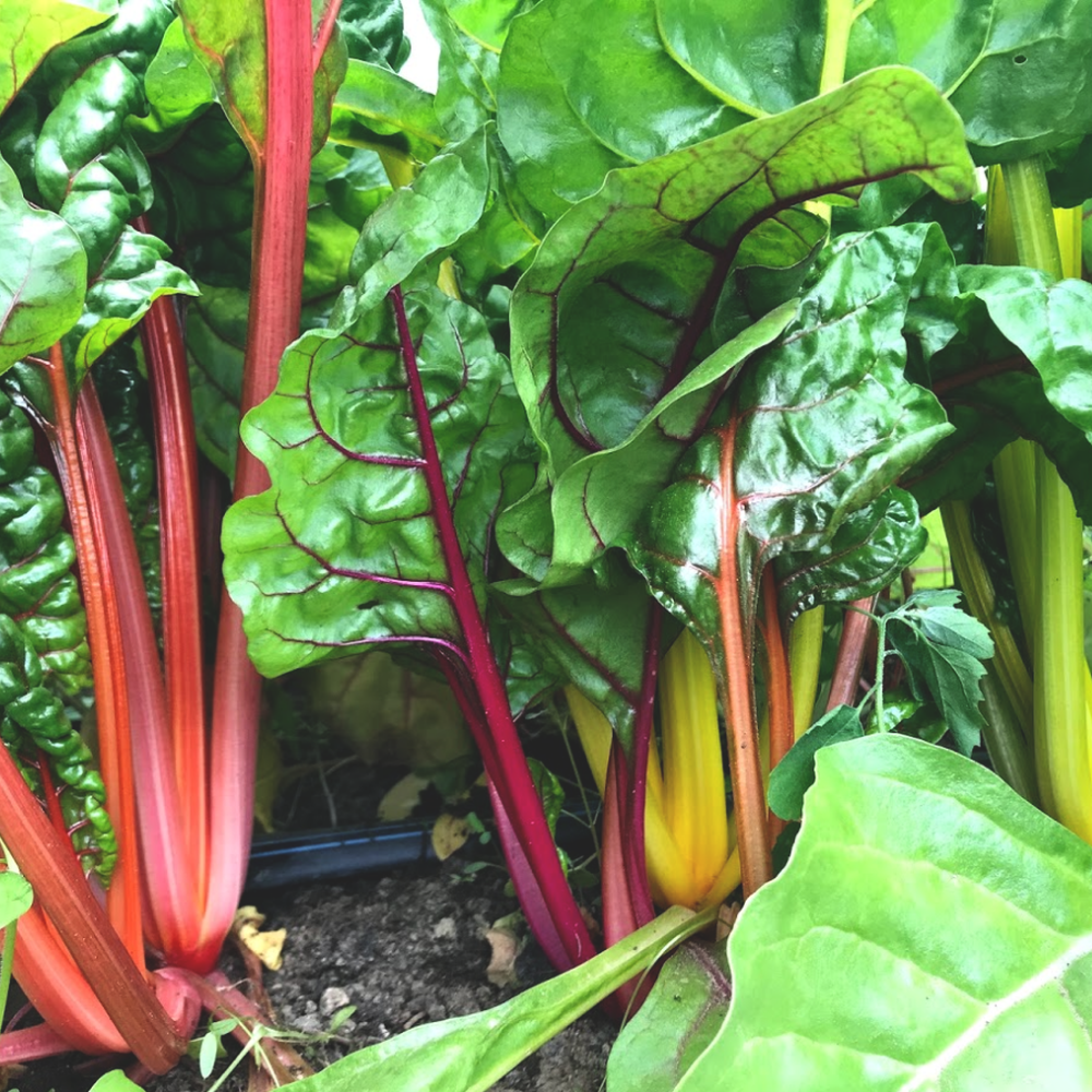 Bette à carde jaune – Les Jardins d'la Terre du rang