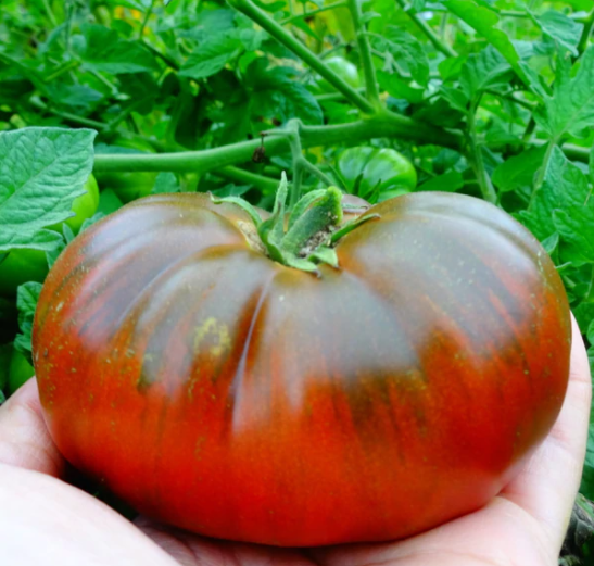Plant de tomate noire Arbuznnyi | Nouveauté