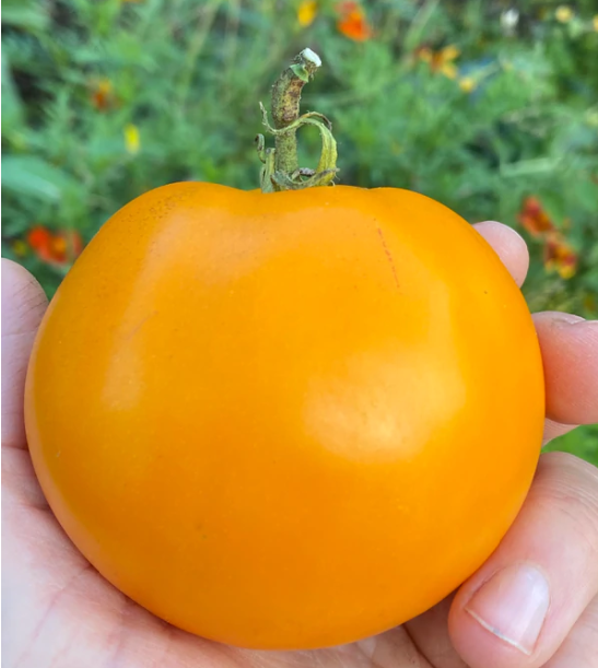 Plant de tomate Woodle orange