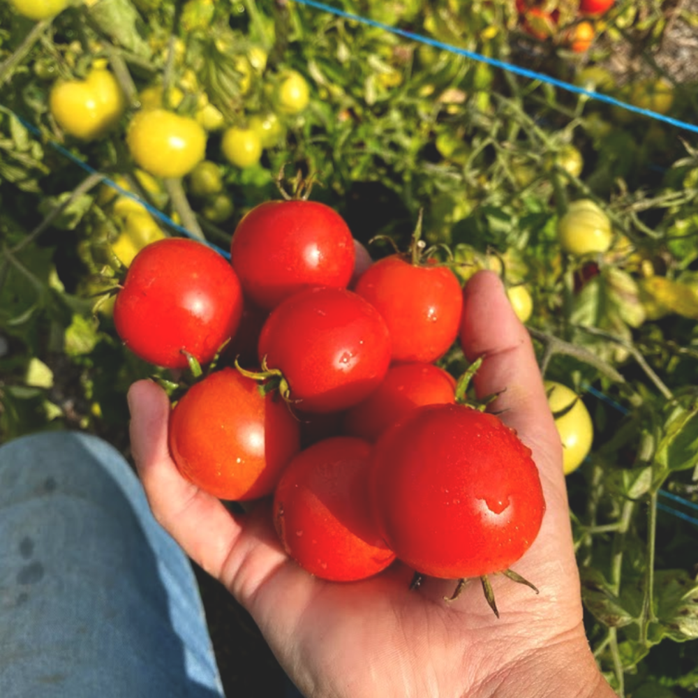 Plant de tomate 42 jours