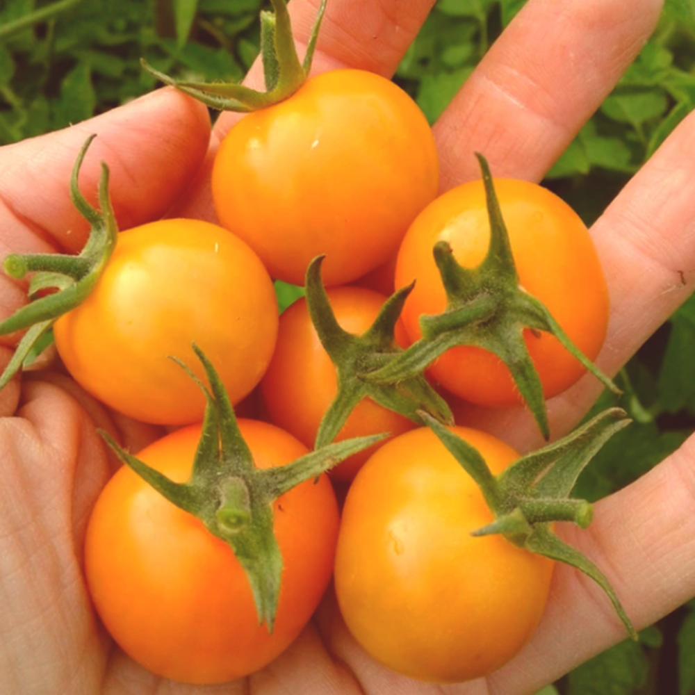 Plant de tomate Sungold -> Sunrise