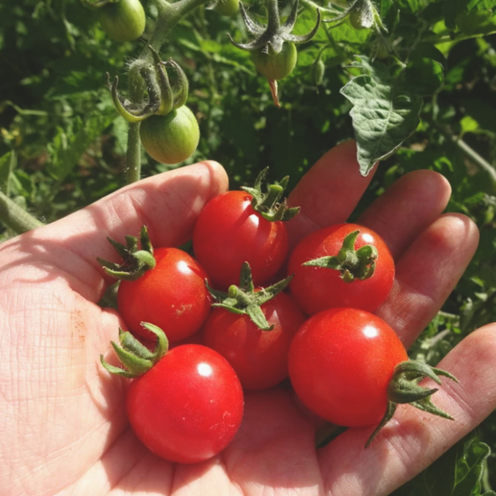 Plant de tomate cerise ''sweeties''